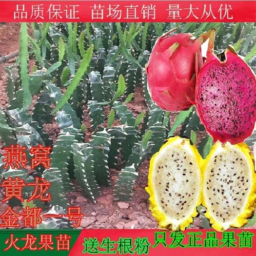 灵山县燕窝火龙果苗 盆栽 地栽 麒麟果苗 黄皮白肉南方北方种植