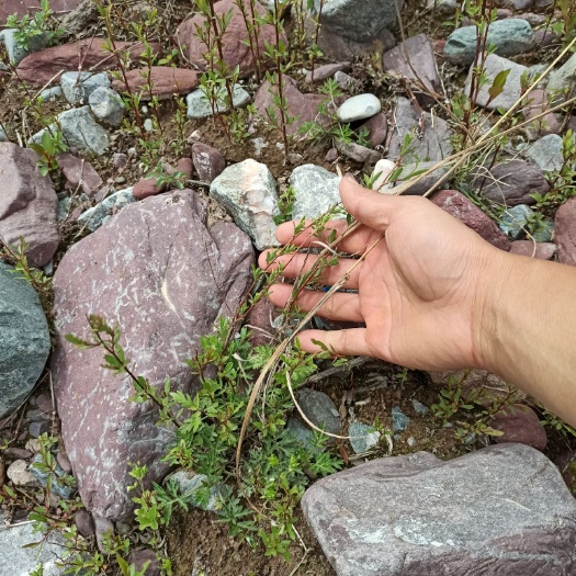 武山县 柳树苗