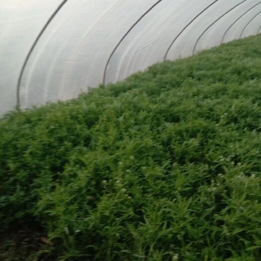武汉青藜蒿 芦蒿苗特卖1500包种一幕田