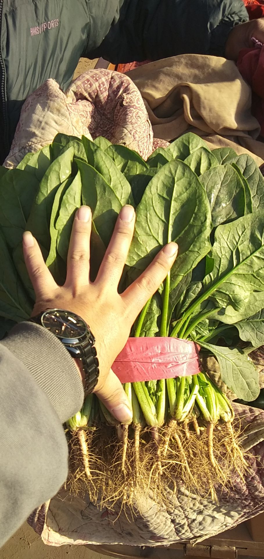 菠菜，小菠菜。基地直销，商超对接。