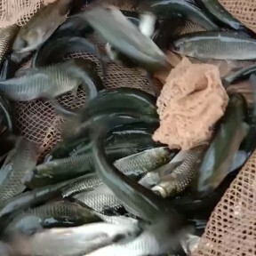 广州草鱼 鲩鱼