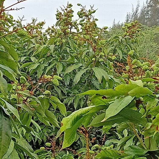 海口桂味荔枝 7