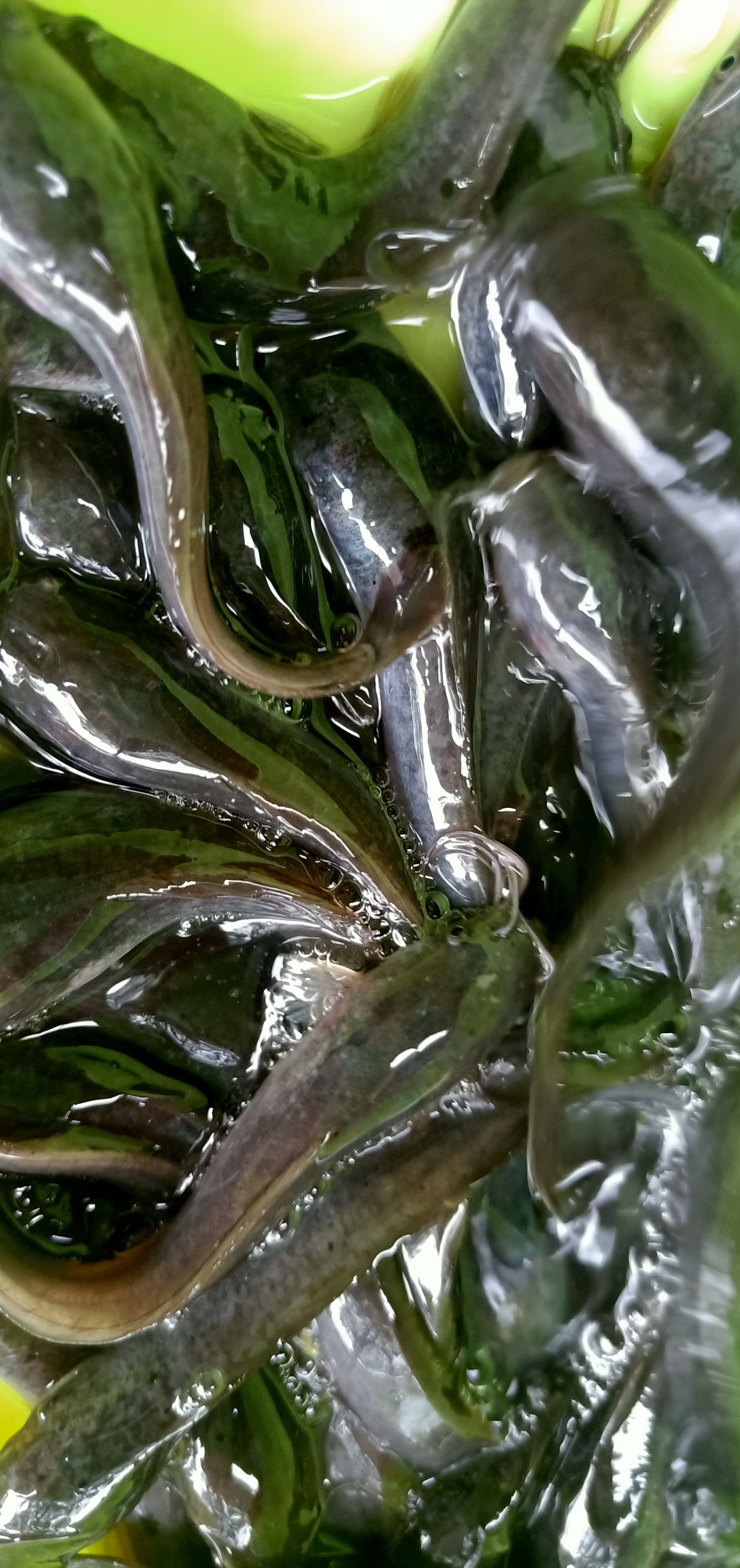 埃及塘鲺 大量批发埃及鱼苗，杂交埃及王鱼苗