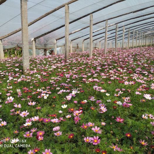 青州市波斯菊