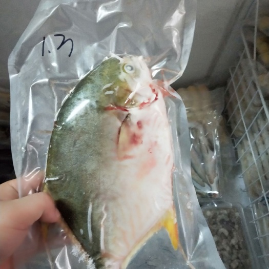 饶平县金鲳鱼 本港海水金昌鱼
