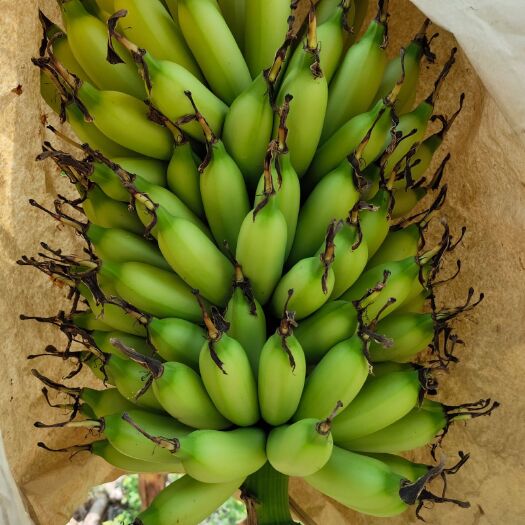 乐东县小米蕉 小指蕉