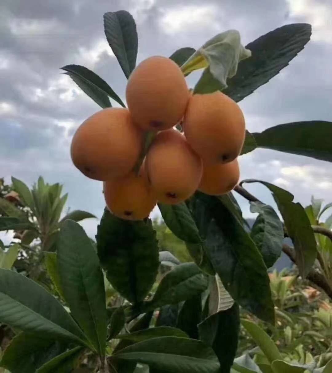 莆田枇杷 果皮黄里透红,果大甜度好