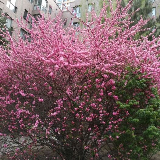 哈尔滨 榆叶梅（月梅）