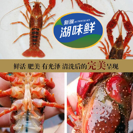 洪湖市荆楚优品湖味鲜鲜活小龙虾洪湖小龙虾底板干净