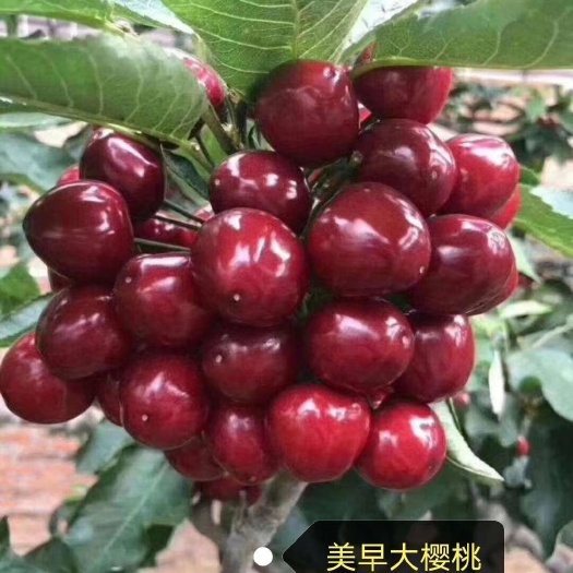 营口山樱桃苗 美早