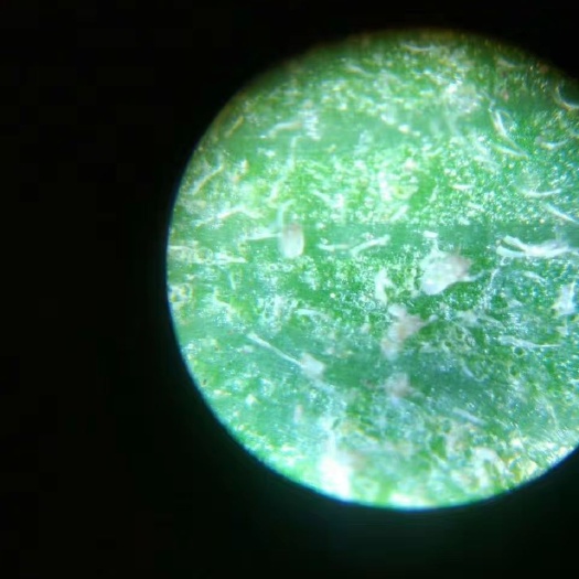 植物病害诊断仪  便携式显微镜