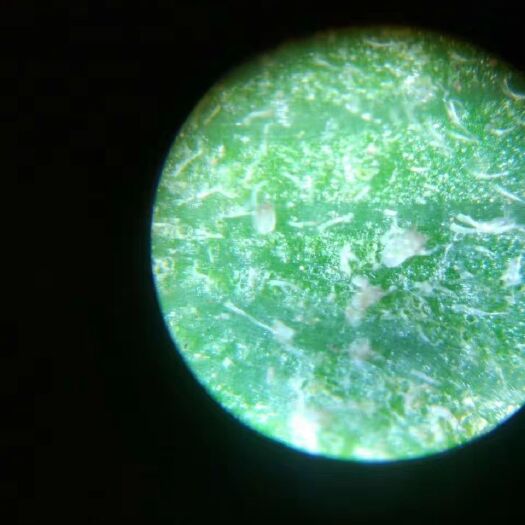 潍坊植物病害诊断仪  便携式显微镜