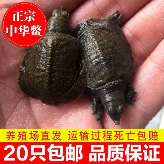 正宗中华甲鱼苗纯外塘甲鱼苗  包运输 提供技术指导