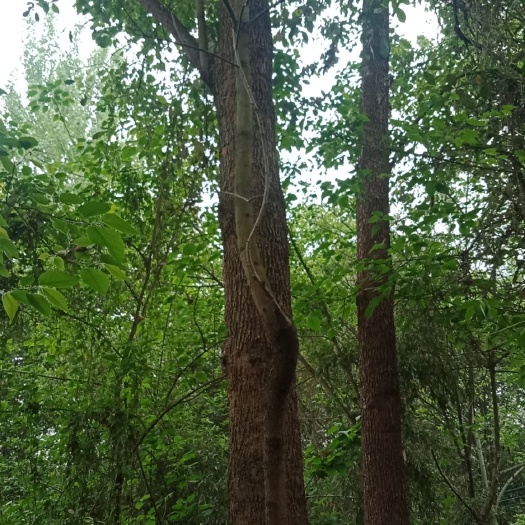 成都 本人有一片香樟林，规格20Cm一50Cm，