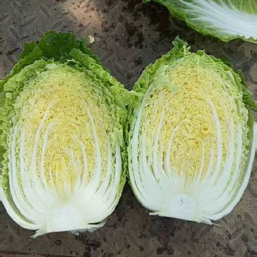定州市 白菜都了，有需要的赶紧定货了