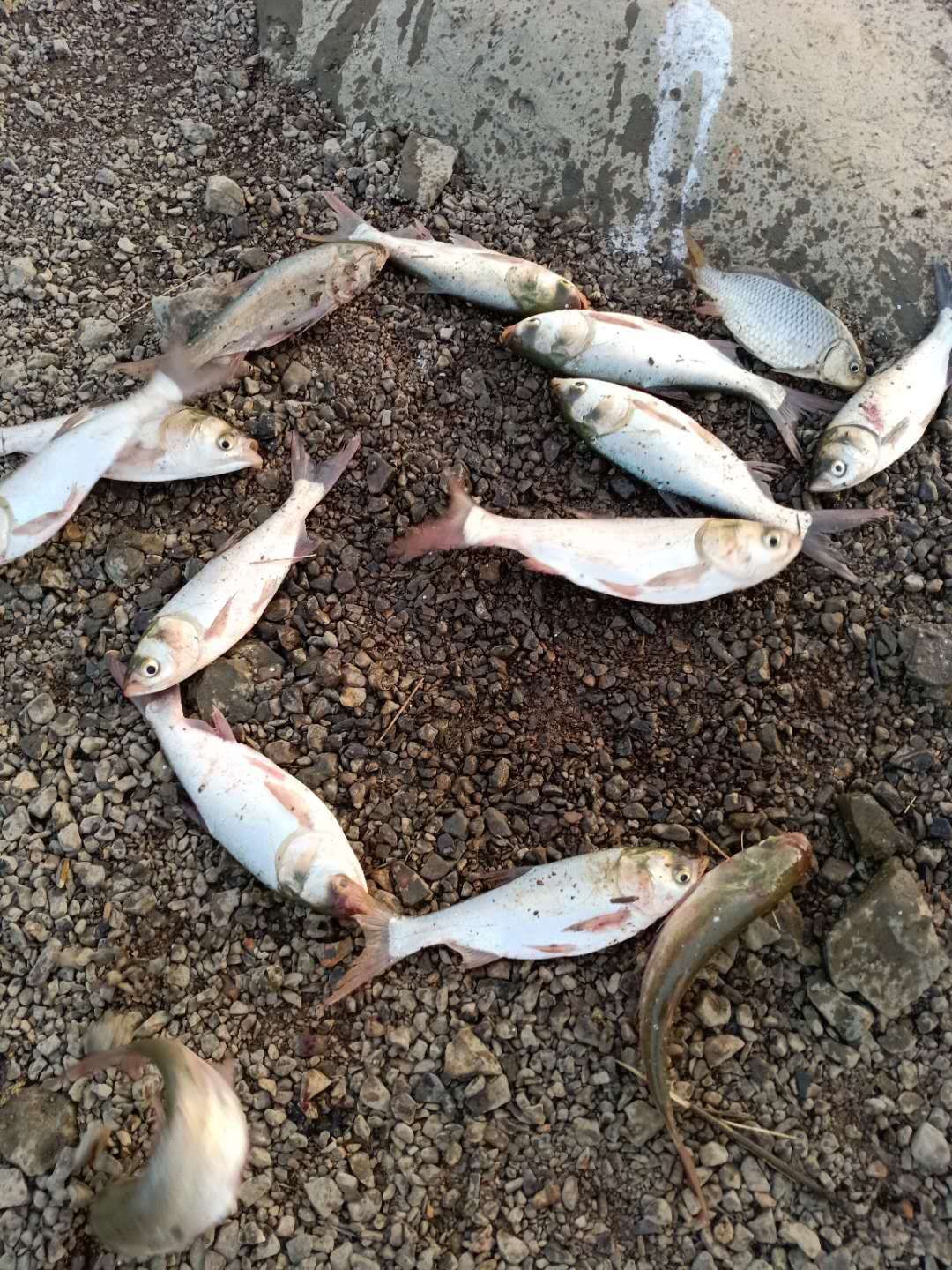  大量供应白鲢鱼苗，价格适中，质量保证