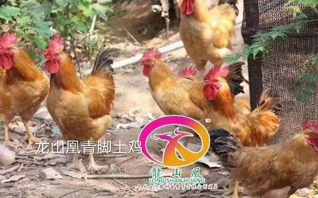 广州 龙山凰青脚土鸡苗