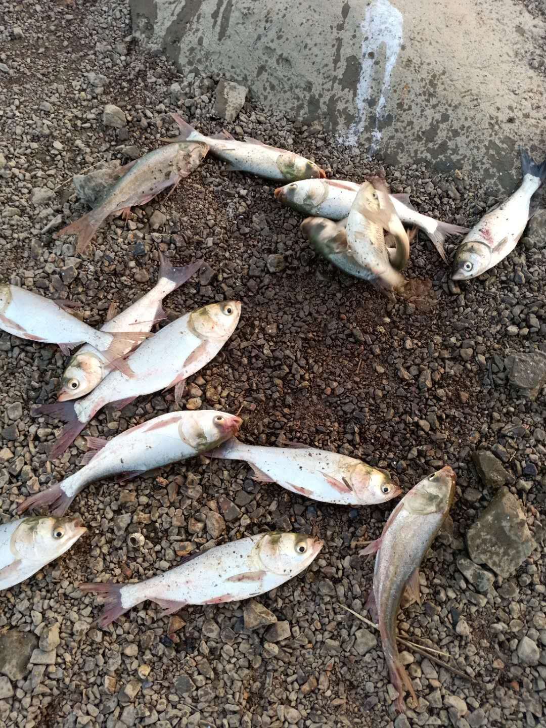  大量供应白鲢鱼苗，价格适中，质量保证