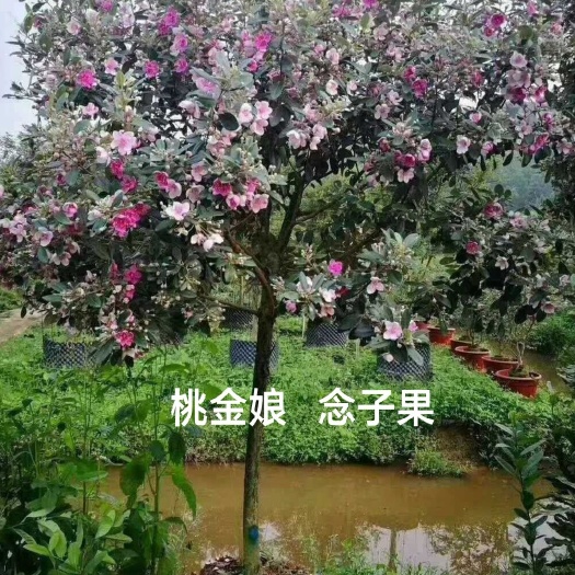 灵山县桃金娘苗 桃金娘果树