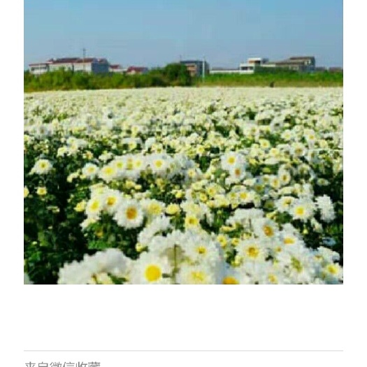 桐乡市白菊花苗 回收杭白菊，销售正宗胎菊与朵花