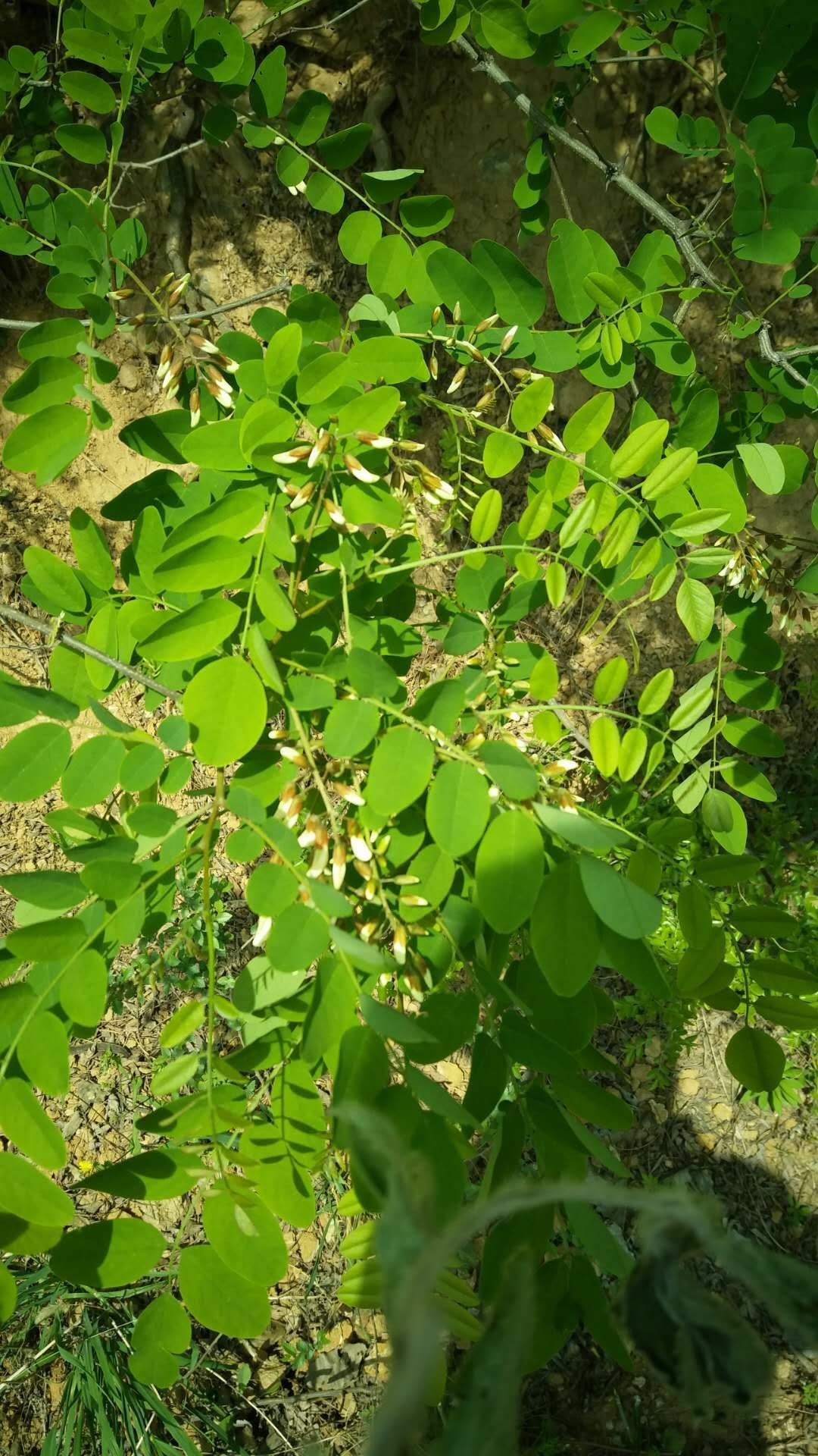 槐树花 含苞待放