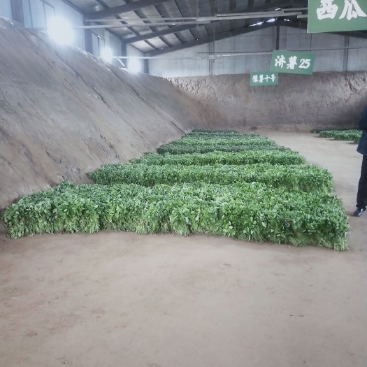 一点红番薯苗 一点红红薯苗品种齐全，产地直发，量大从优