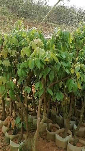 灵山县桂味荔枝苗