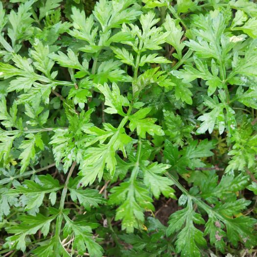 融水县艾草