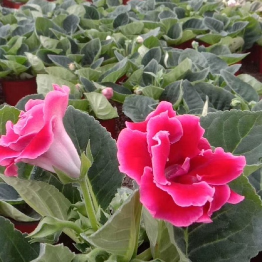 大岩桐  芙蓉花  基地直发