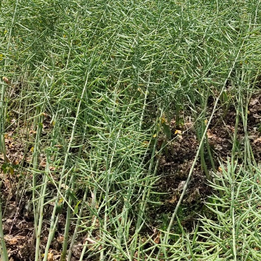 桃源县油菜籽