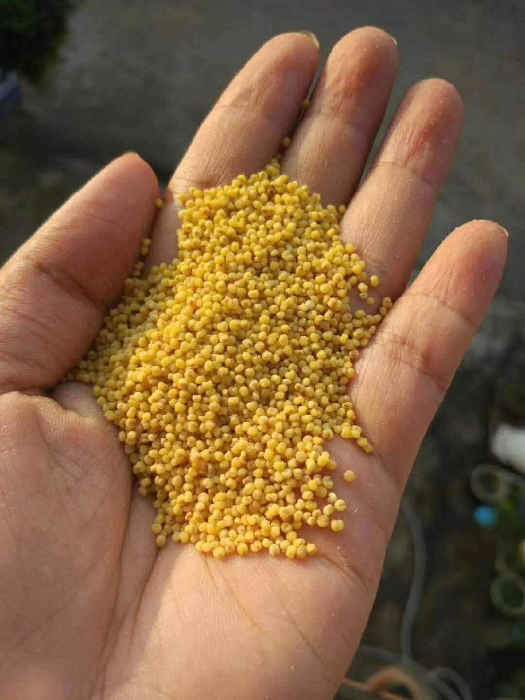  沂蒙山小米9元一斤