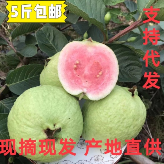 漳州热销福建红心芭乐一件代发包邮大量供应
