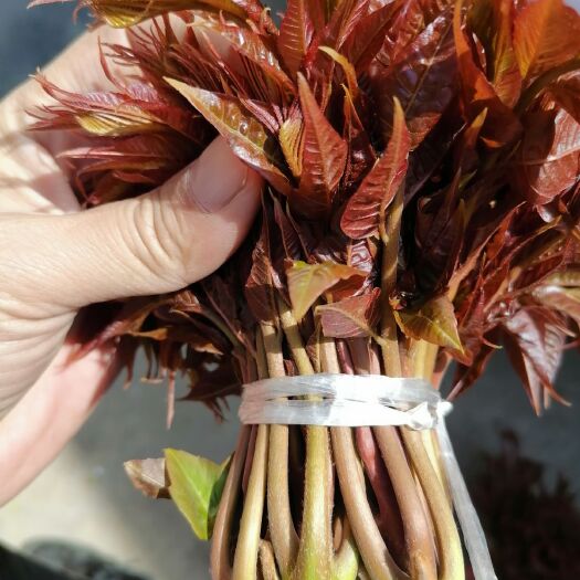 青州市红油香椿  香椿芽
