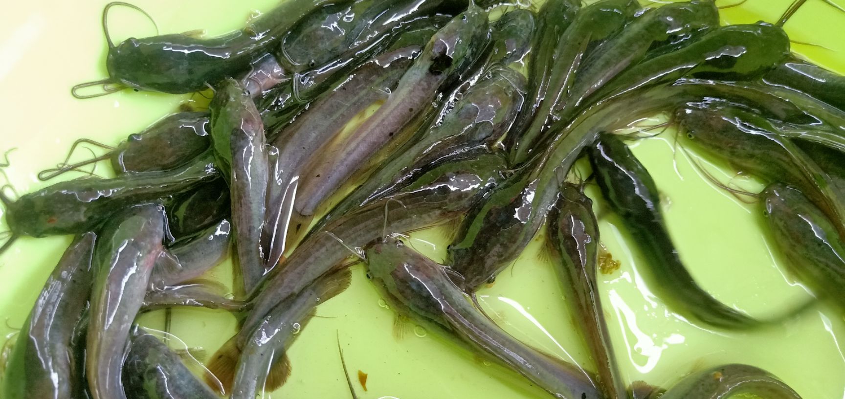埃及塘鲺 大量批发埃及鱼苗，杂交埃及王鱼苗