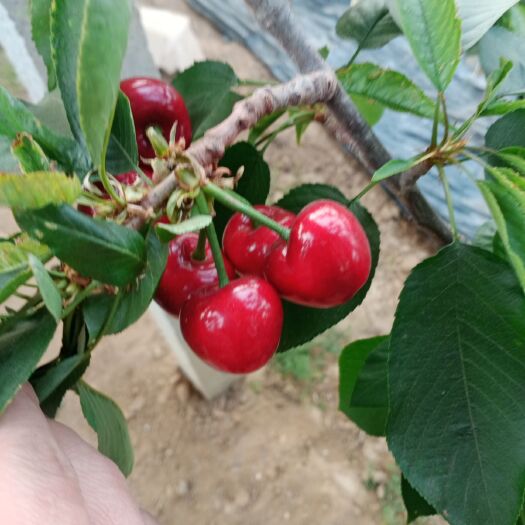 大连 樱桃 大连樱桃 水果  大连特产 海鲜