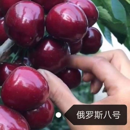 营口俄罗斯8号樱桃苗 60