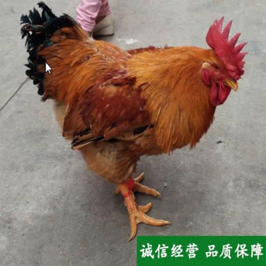 贵阳 k9肉鸡苗 厂家直销品种纯正 包运输包疫苗