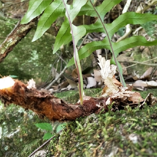 龙川县 大山毛姜又称骨碎补，现货采挖，假一赔十