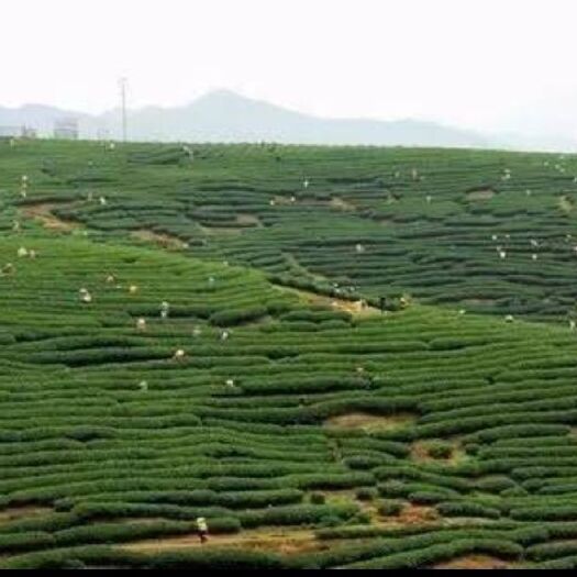 漳平市 漳平水仙茶苗