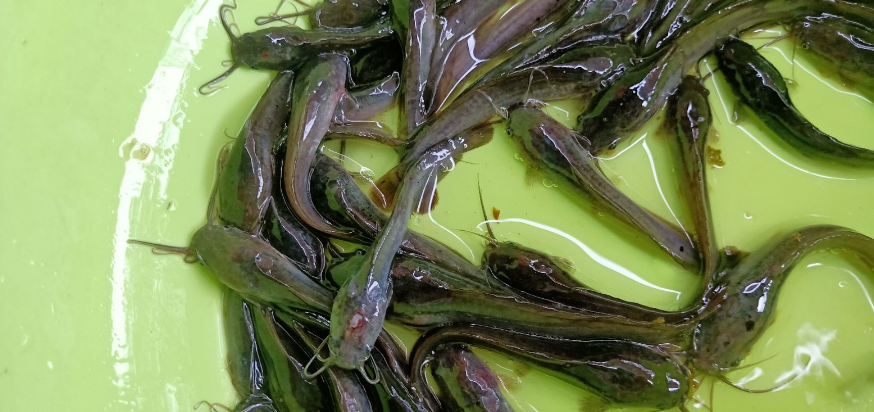 埃及塘鲺 大量批发埃及鱼苗，杂交埃及王鱼苗