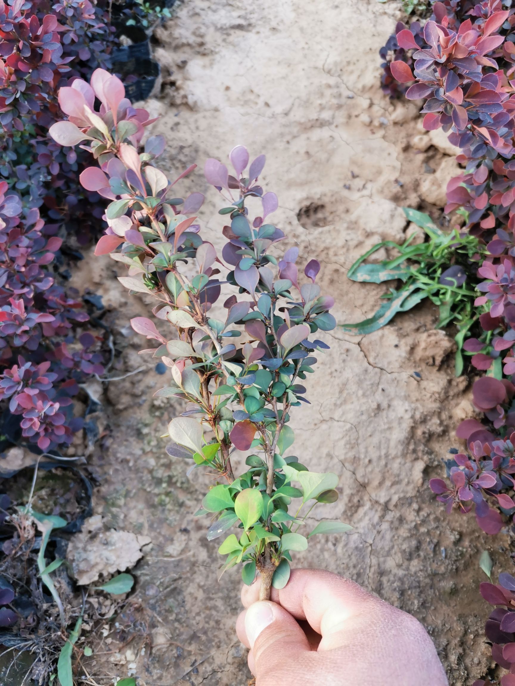 红叶小檗 露天杯苗 量大可优惠