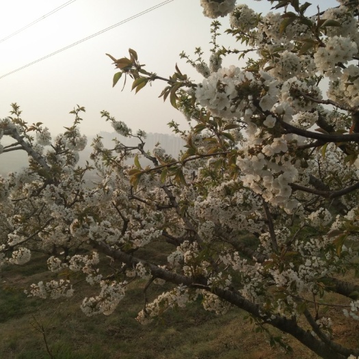 烟台 预售烟台福山大樱桃，5月下旬就成熟了。