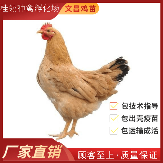 南宁 海南 文昌鸡苗 纯种  土鸡