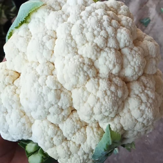 邯郸白花菜花 菜花