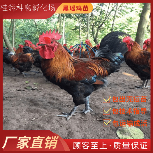 南宁血毛土鸡苗  黑瑶鸡苗   土鸡   纯种 可零售 可批发
