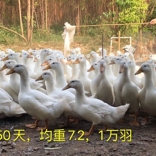 湛江樱桃谷肉鸭苗 樱桃谷（白鸭） 50天，均重7.2斤  目标湛江