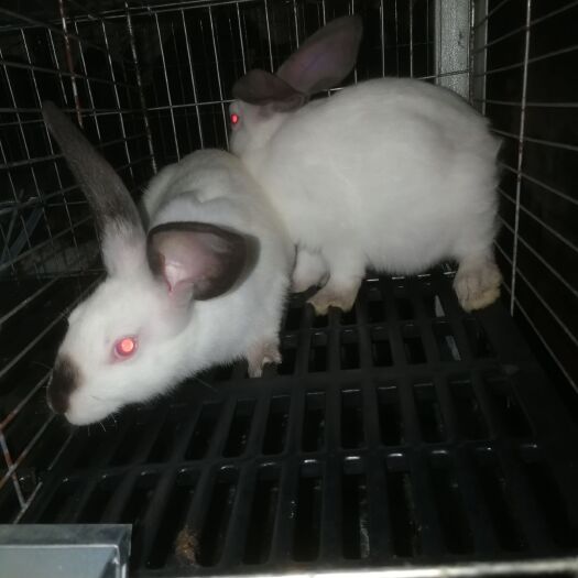 南安市 下单现杀新鲜兔子肉，