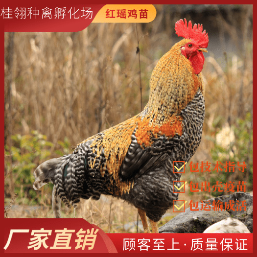 南宁红芦花鸡苗  纯种可批发可零售