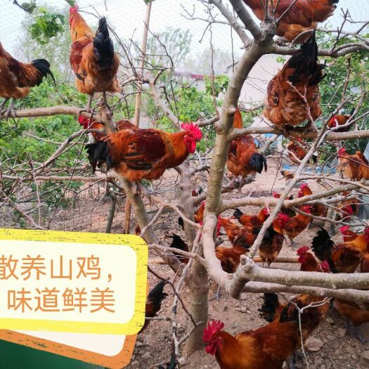 莒南县 吃鸡的约起来吧