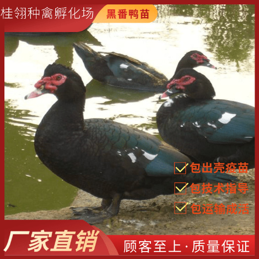 南宁纯种  黑番鸭苗  鸭苗  广西本地番鸭苗  可零售  可批